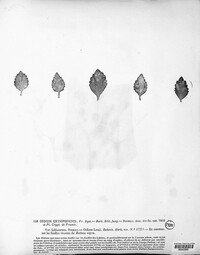 Podosphaera fuliginea image